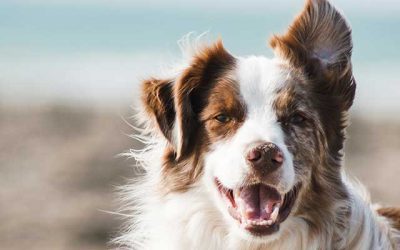 Im Alter froh sein – wie ein Hund Freude schenken kann