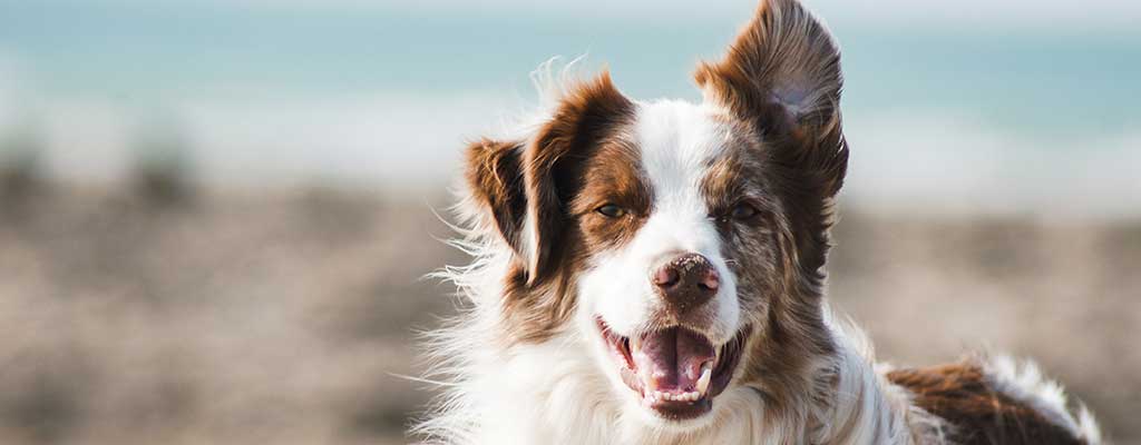 Im Alter froh sein – wie ein Hund Freude schenken kann