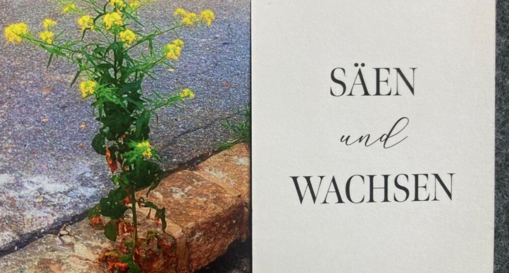 Karte „Säen und wachsen“ mit gelb blühender Pflanze, die aus einer Pflasterfuge wächst